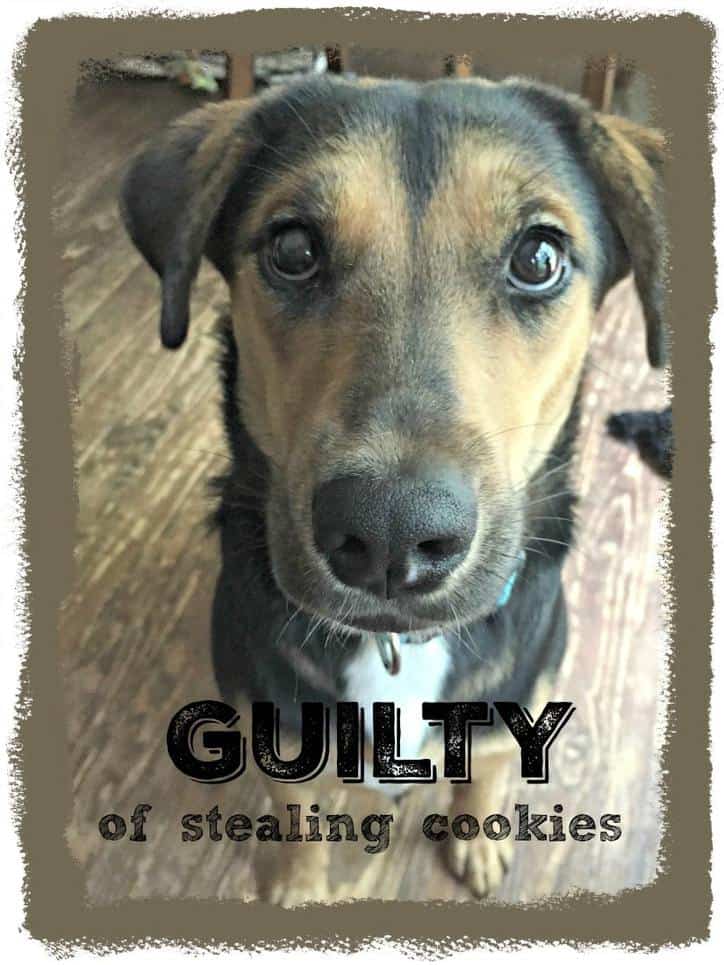 BAILEY A COOKIE STEALER!!