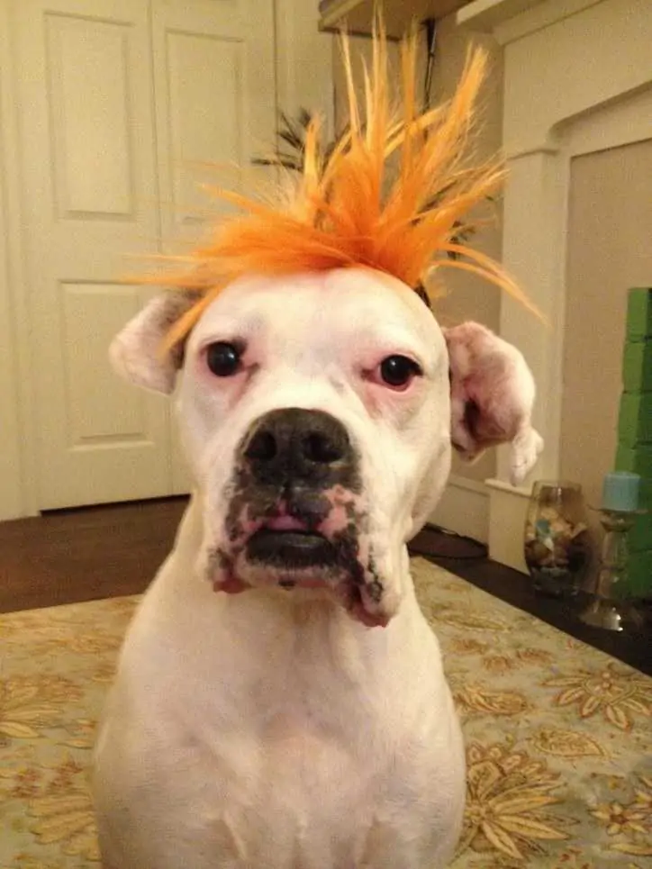 Spooky in costume