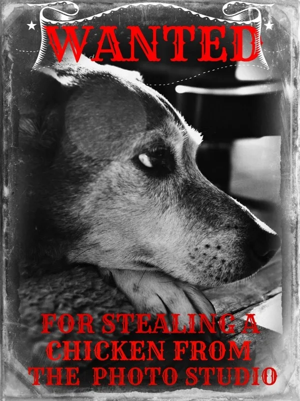 Pete Wanted Poster @loavesanddishes.net