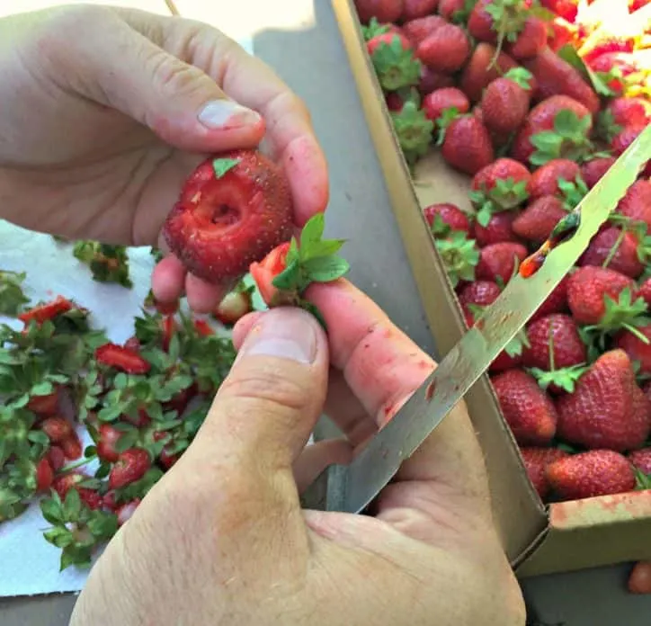 hands holding strawberries and cutting out the core