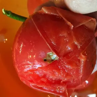 How to easily peel a tomato @loavesanddishes.net