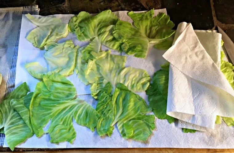 Paper towels with cabbage leaves laid out drying. 