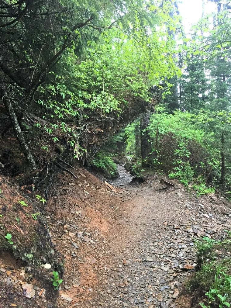 A photo of the trail running through the woods - wet with rain