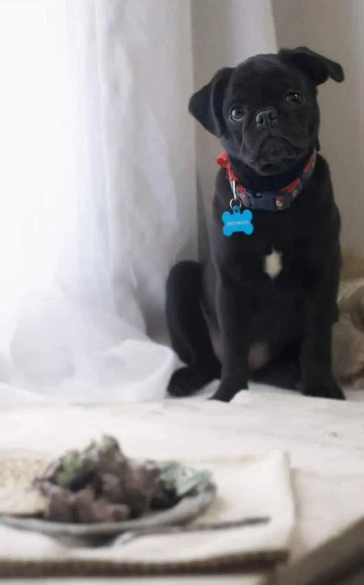 Blueberry Balsamic Chicken Salad in the foreground with Leroy Brown in the background looking sad - Leroy Brown is a black pug puppy