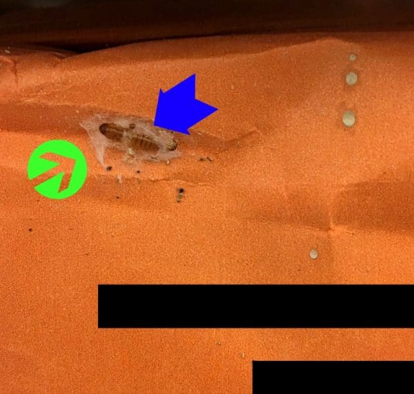 HOW DO YOU GET RID OF PANTRY MOTHS • Loaves and Dishes