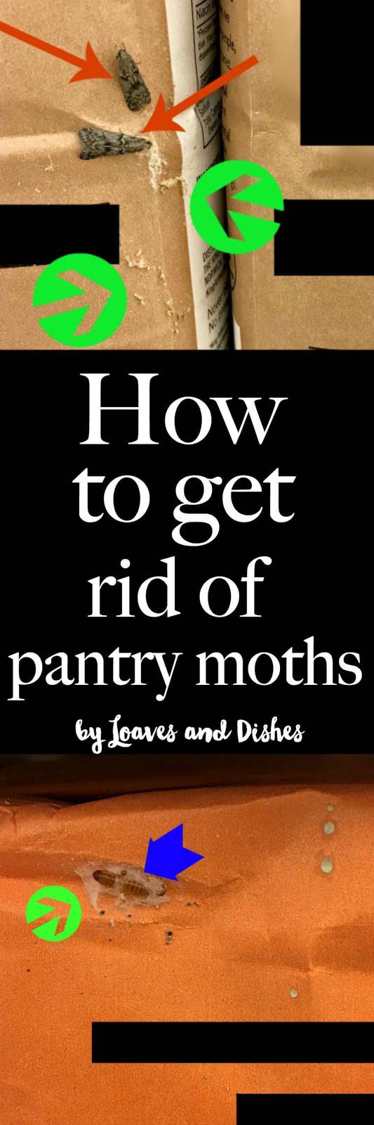 This post reflects how to get rid of and kill pantry moths. Pantry moths are insects that can infect your food. Use these helpful tips to avoid them and stop them. Home remedies are explained including bay leaves, homemade cleaner, traps, products and other