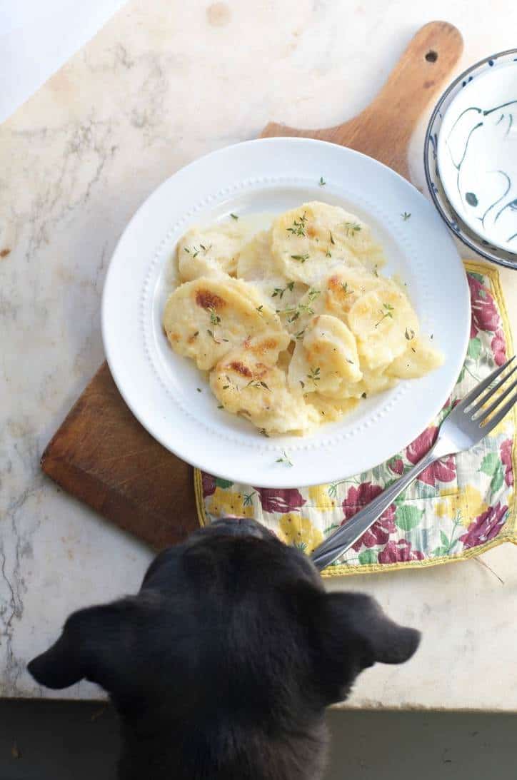 A photo of the dish sitting in my photo studio with my black pug, Leroy Brown, poking his head in the photo for THE SECRET TO PERFECT EVERY TIME AU GRATIN POTATOES