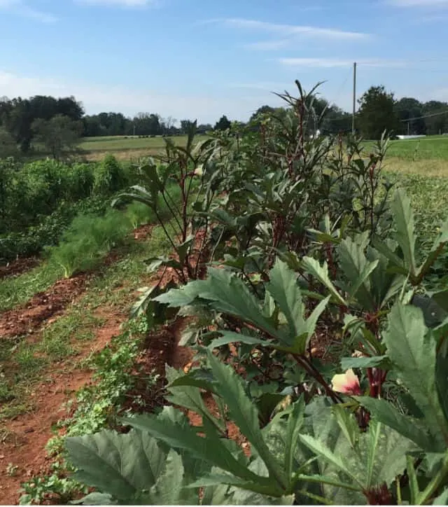 A photo of a row of okra plants