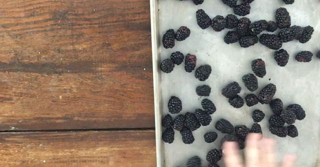 baking sheet with blackberries spread out for freezing