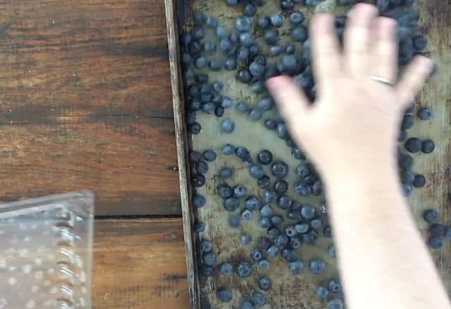 hand spreading blueberries around tray for freezing