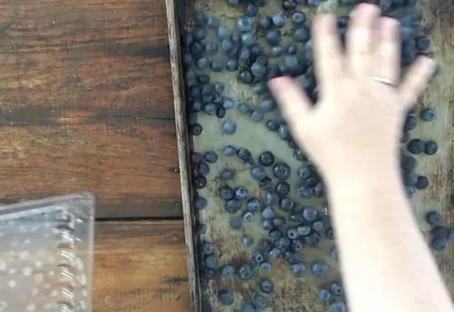 hand spreading blueberries around tray for freezing