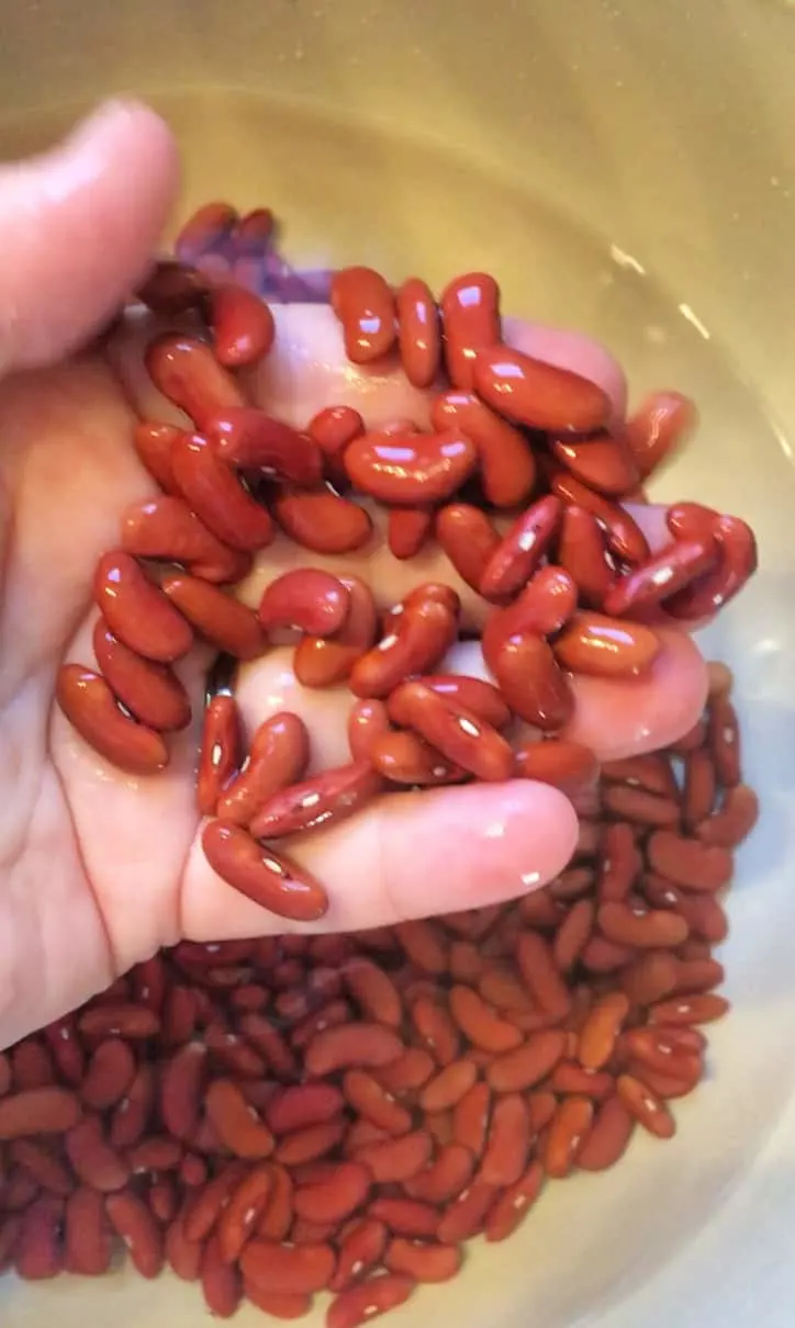 hand holding rinsed dry red beans