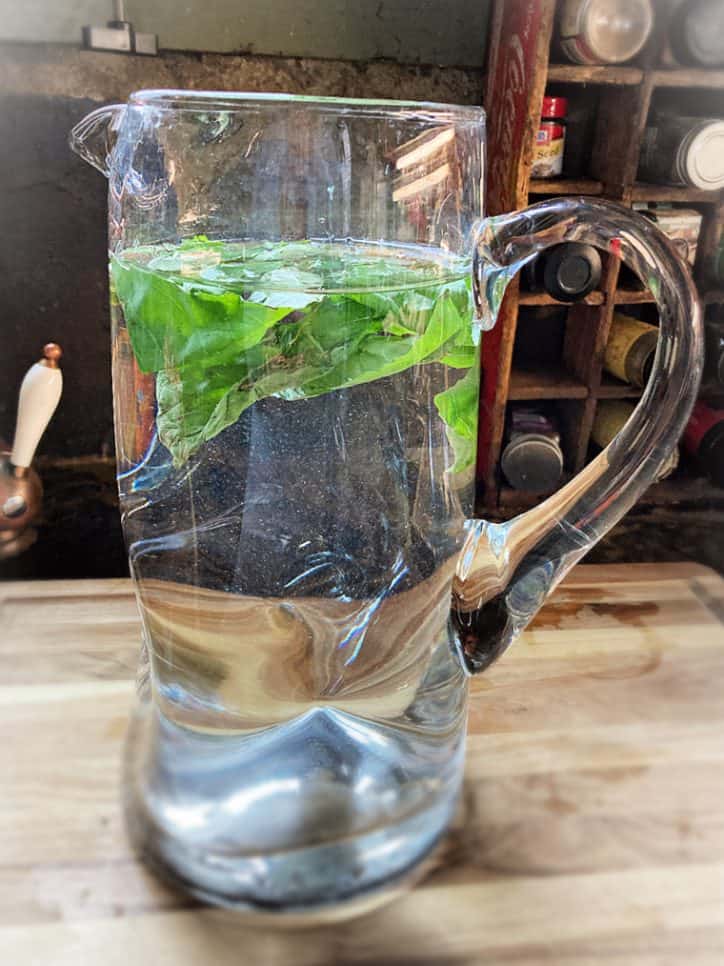 leaves in pitcher