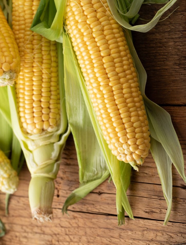 ears of corn in the husk