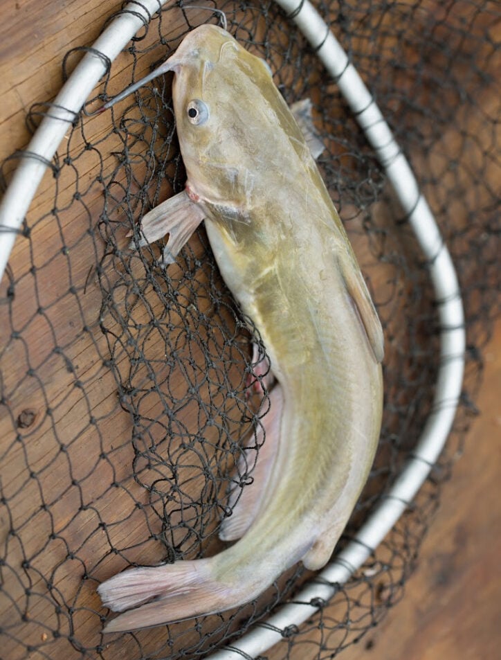 catfish in a net